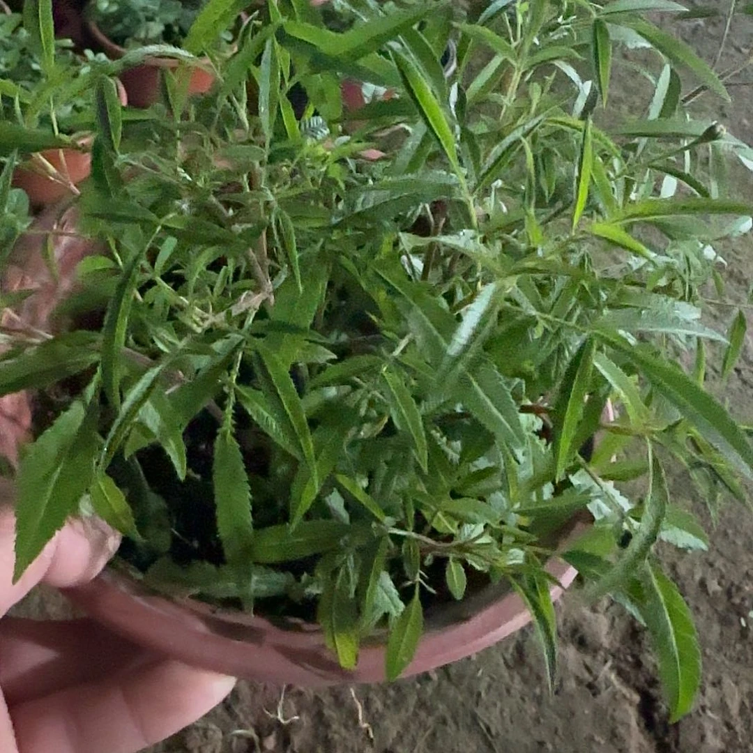完全开放芳香，万寿，菊盆栽