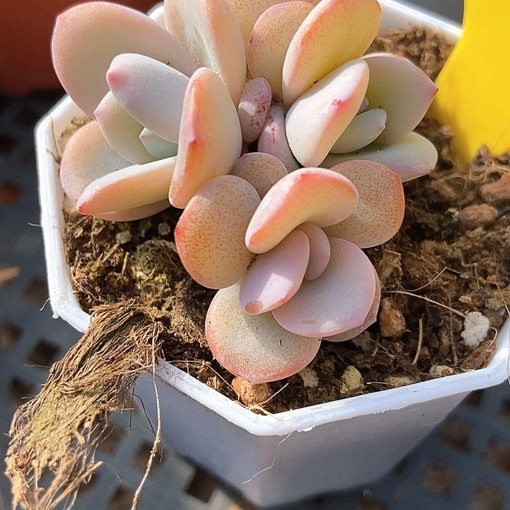 多肉植物奶茶610