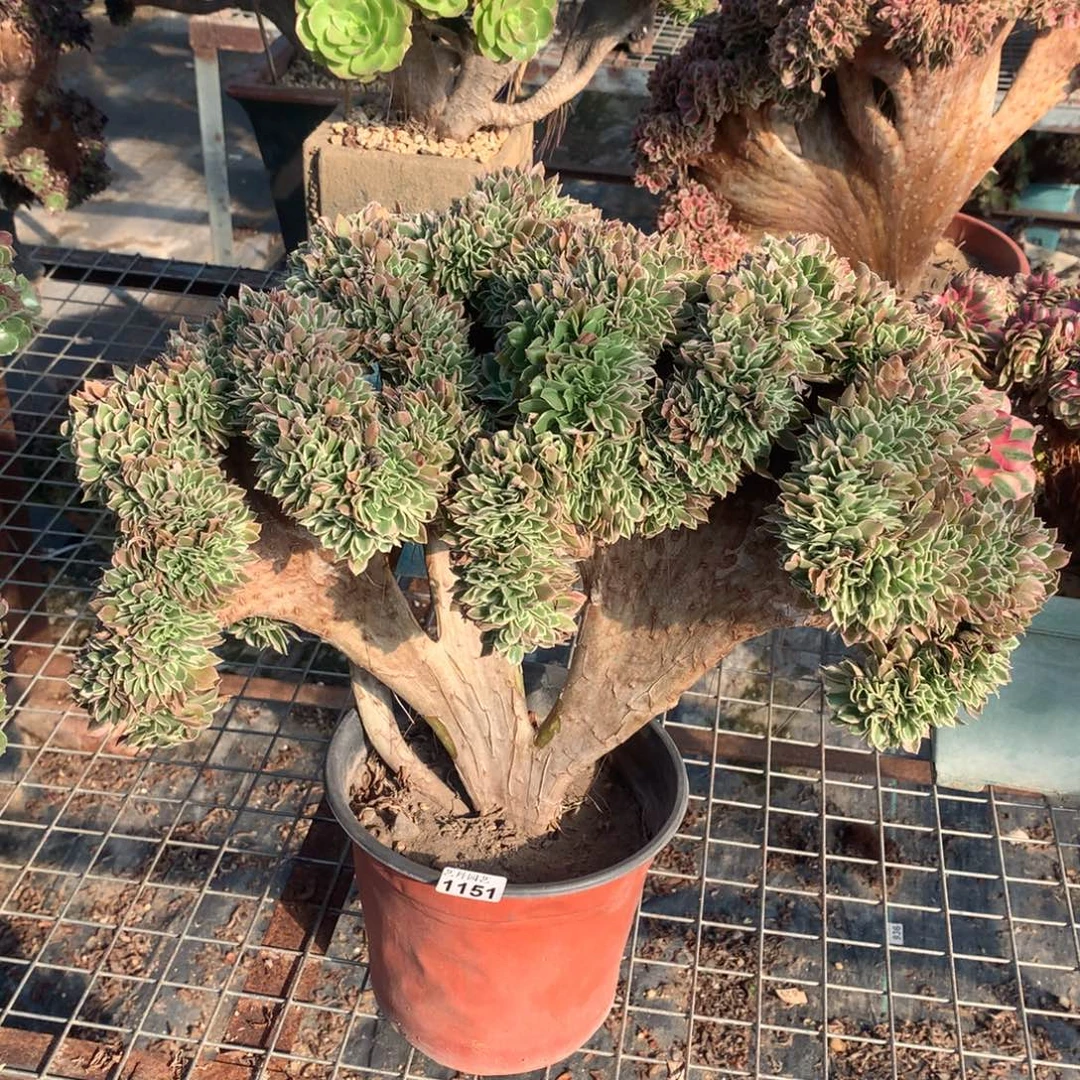 1151白凤缀化一颗缀化