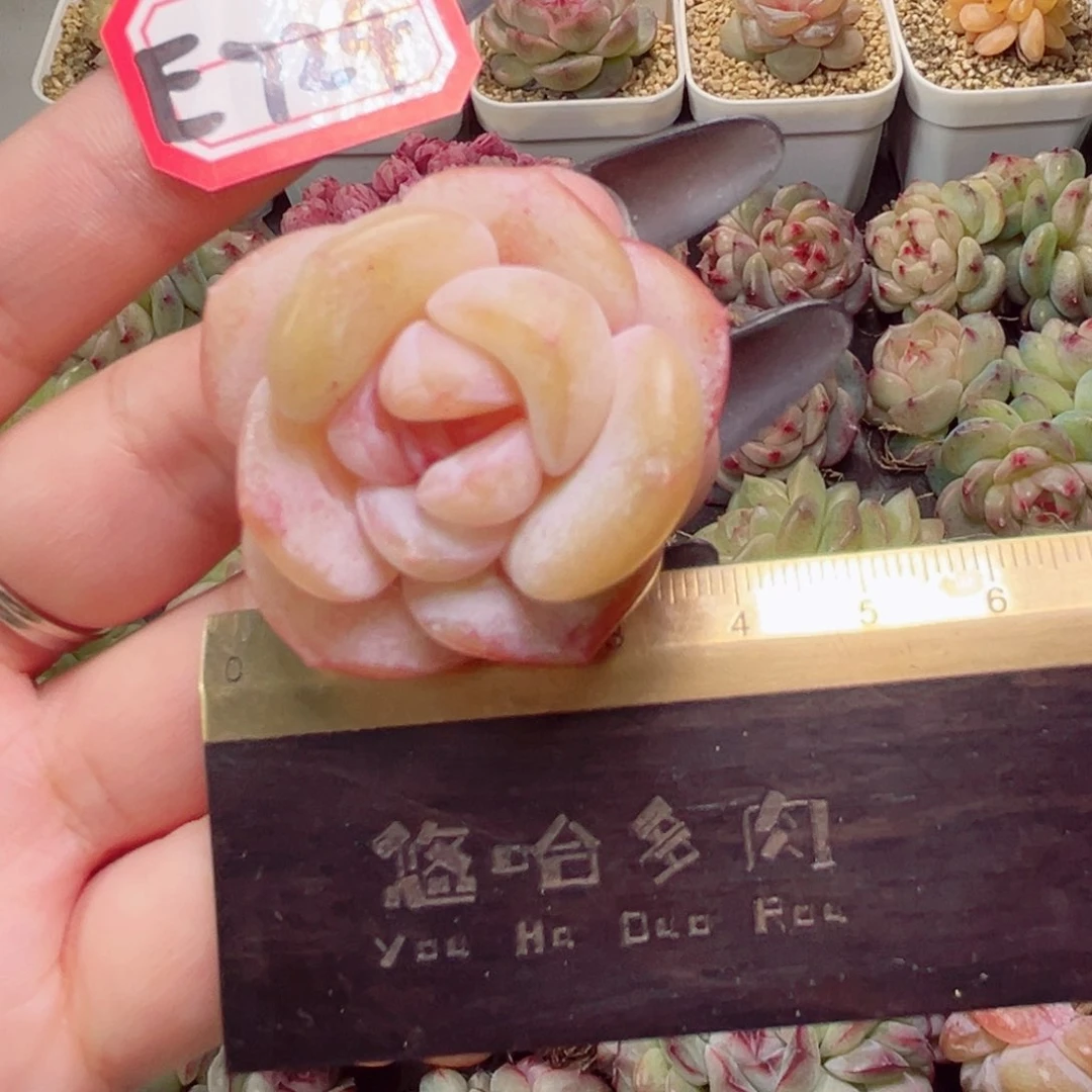 Y**悦E724一物一拍 水晶鞋