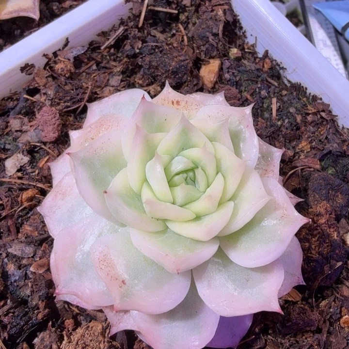 小海螺锦多肉植物