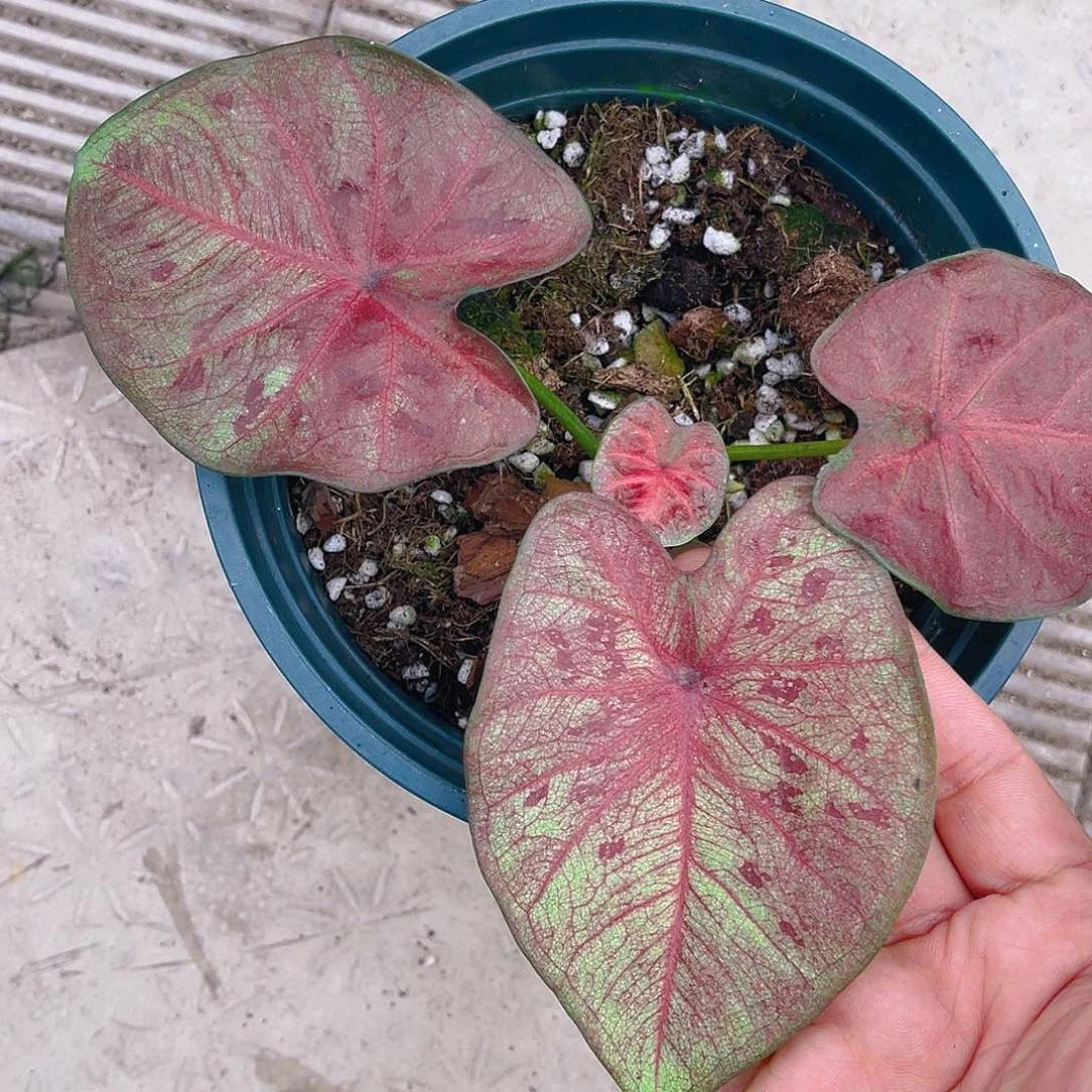 完全开放泰彩一物一拍9309