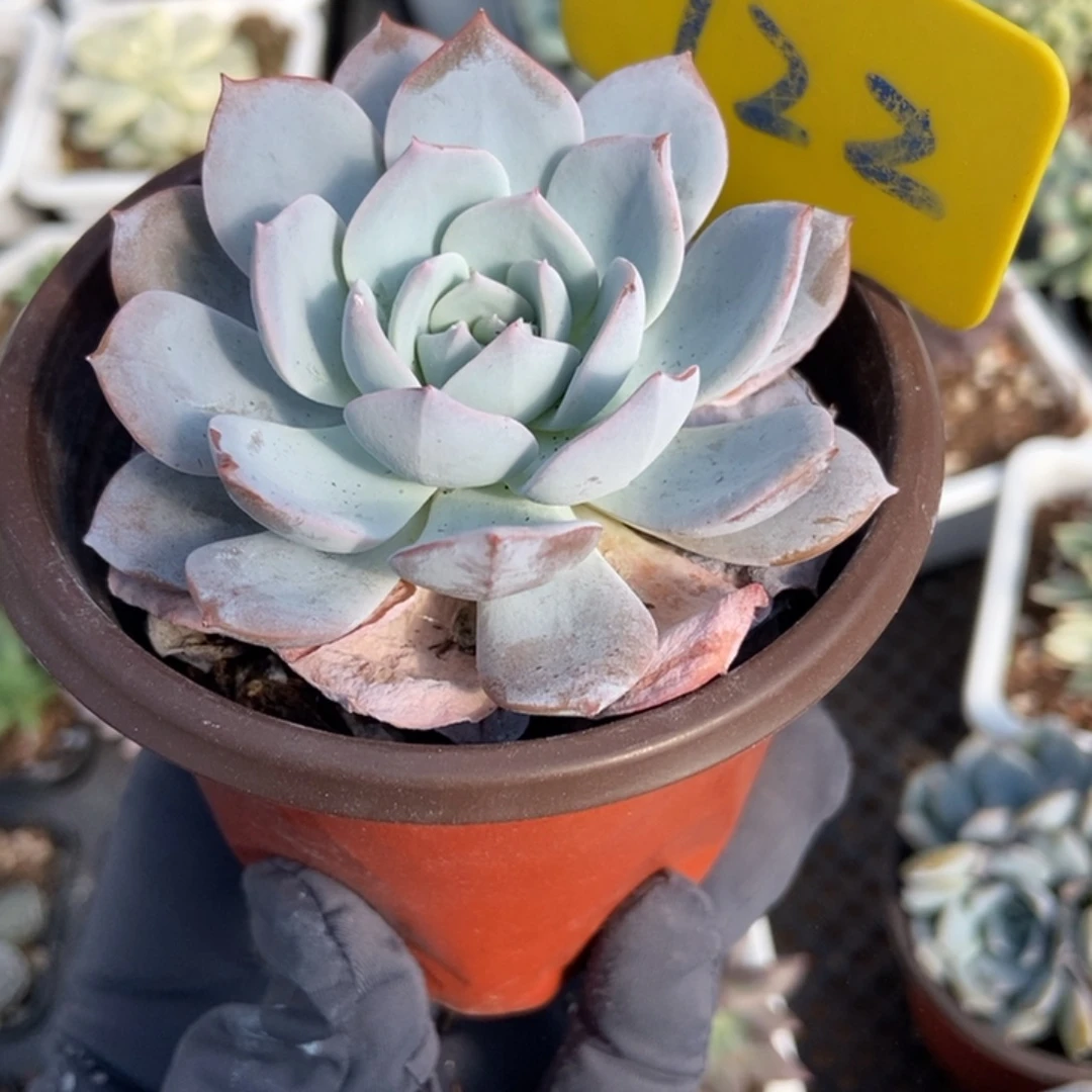 722白茶多肉植物了