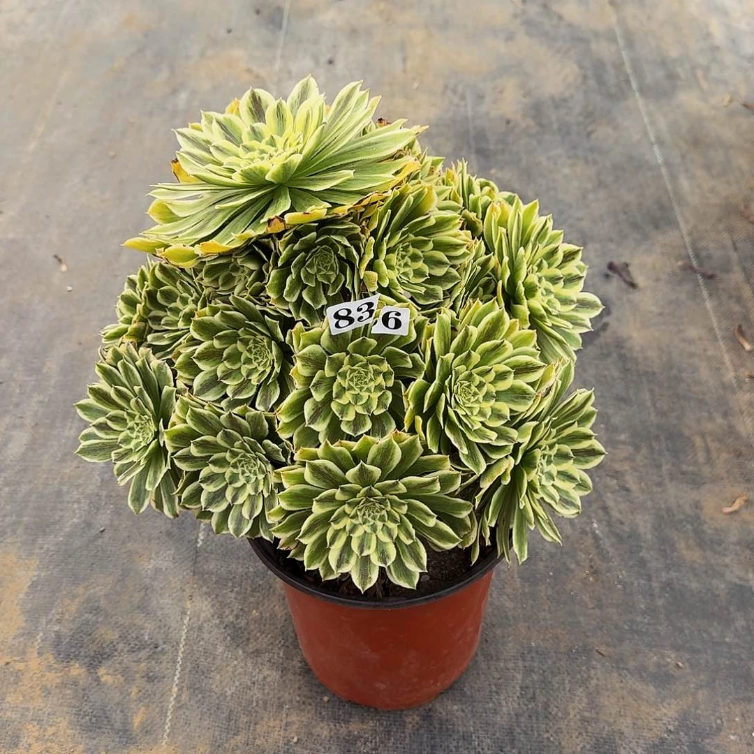 0000836碧浪多肉植物