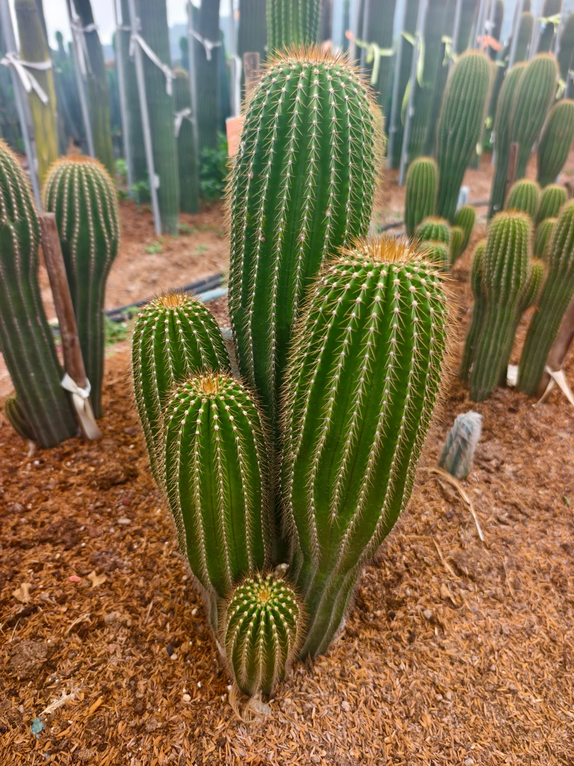 精品多头群生大凤龙凤龙仙人柱好养造景仙人球仙人掌多肉绿植盆栽