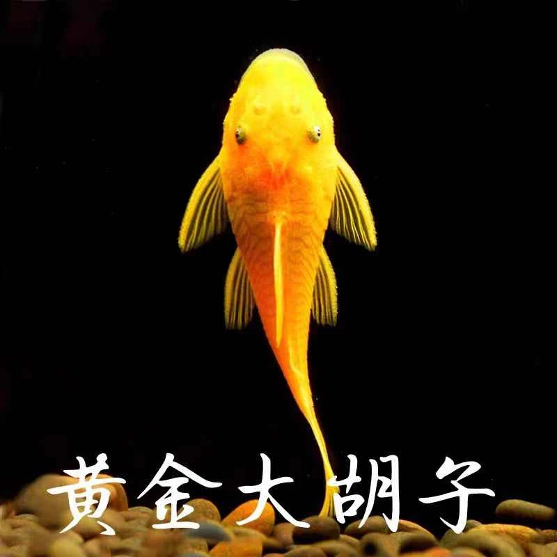 [24小时啃藻]黄金胡子鱼懒人鱼缸救星 ,底栖工具鱼 ‌褐藻克星 ‌