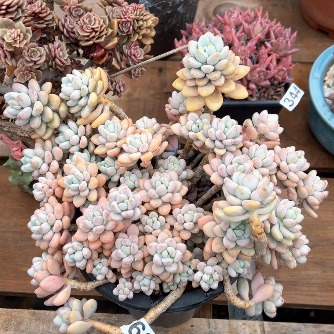 这***白560号香水洛神多肉