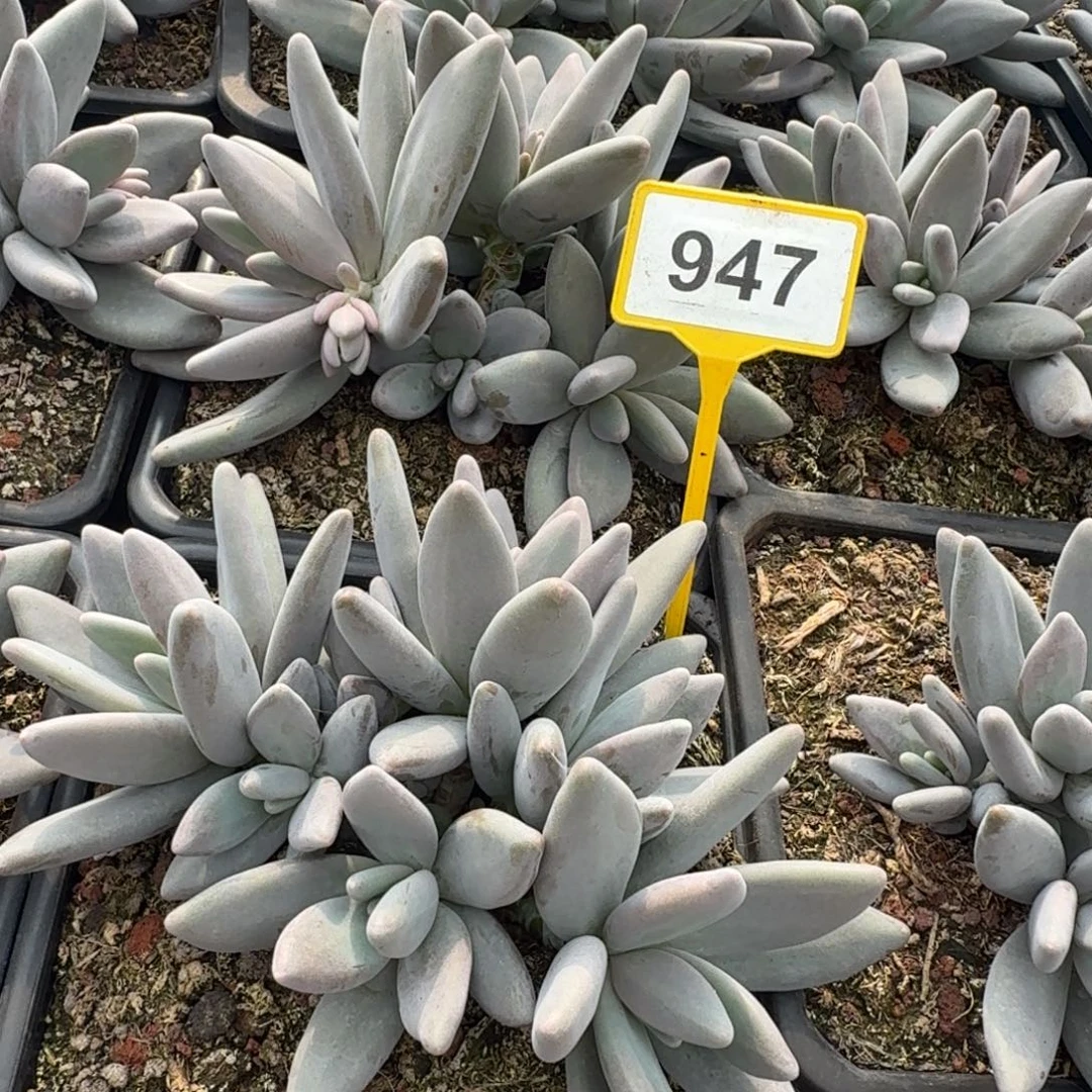 多肉植物企鹅群947