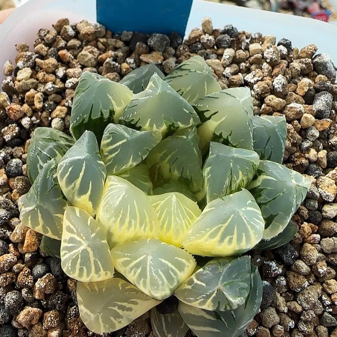 463号花水晶实生玉露锦半边糊斑