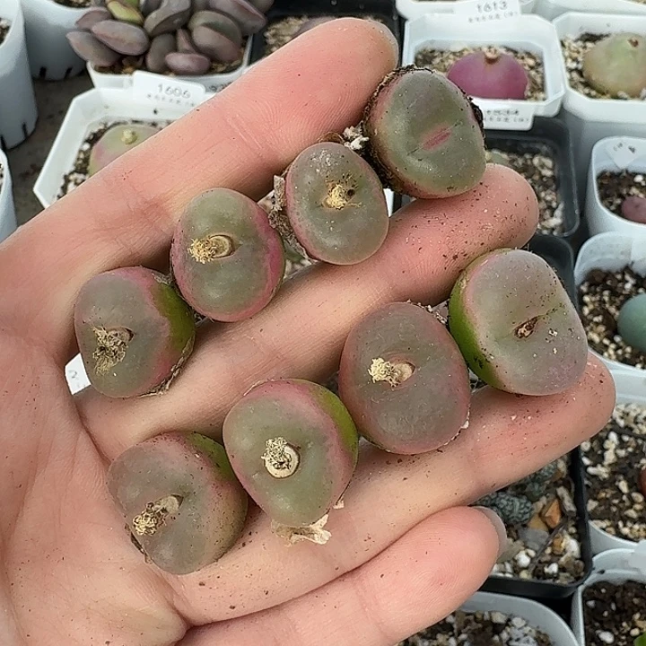 老马生石花粉毛1619