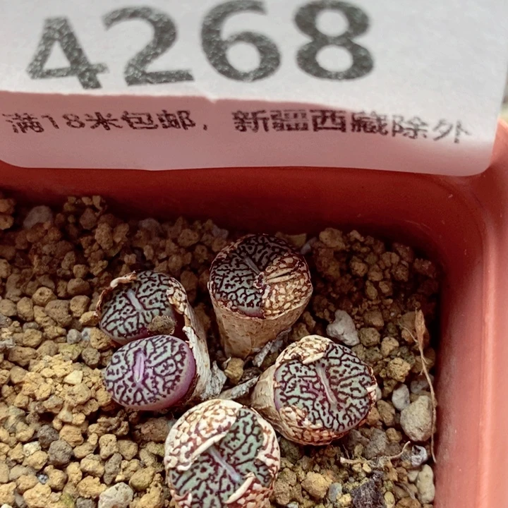 4268。