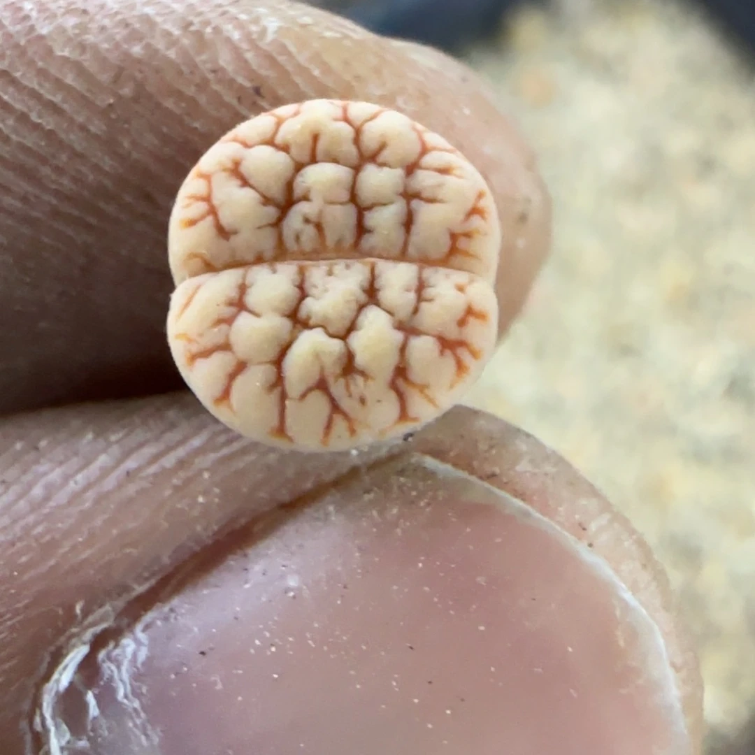 468 生石花大棚直播