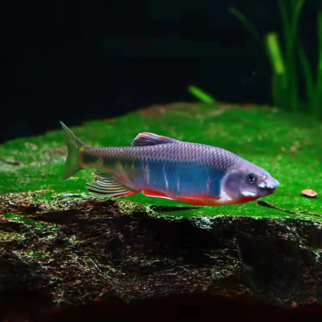 黄山宽鳍鱲 南方宽鳍鱲 红腹红下巴 不是六安宽！不是六安宽！