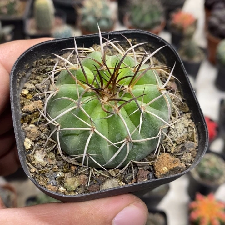 实生圆盘玉特价福利