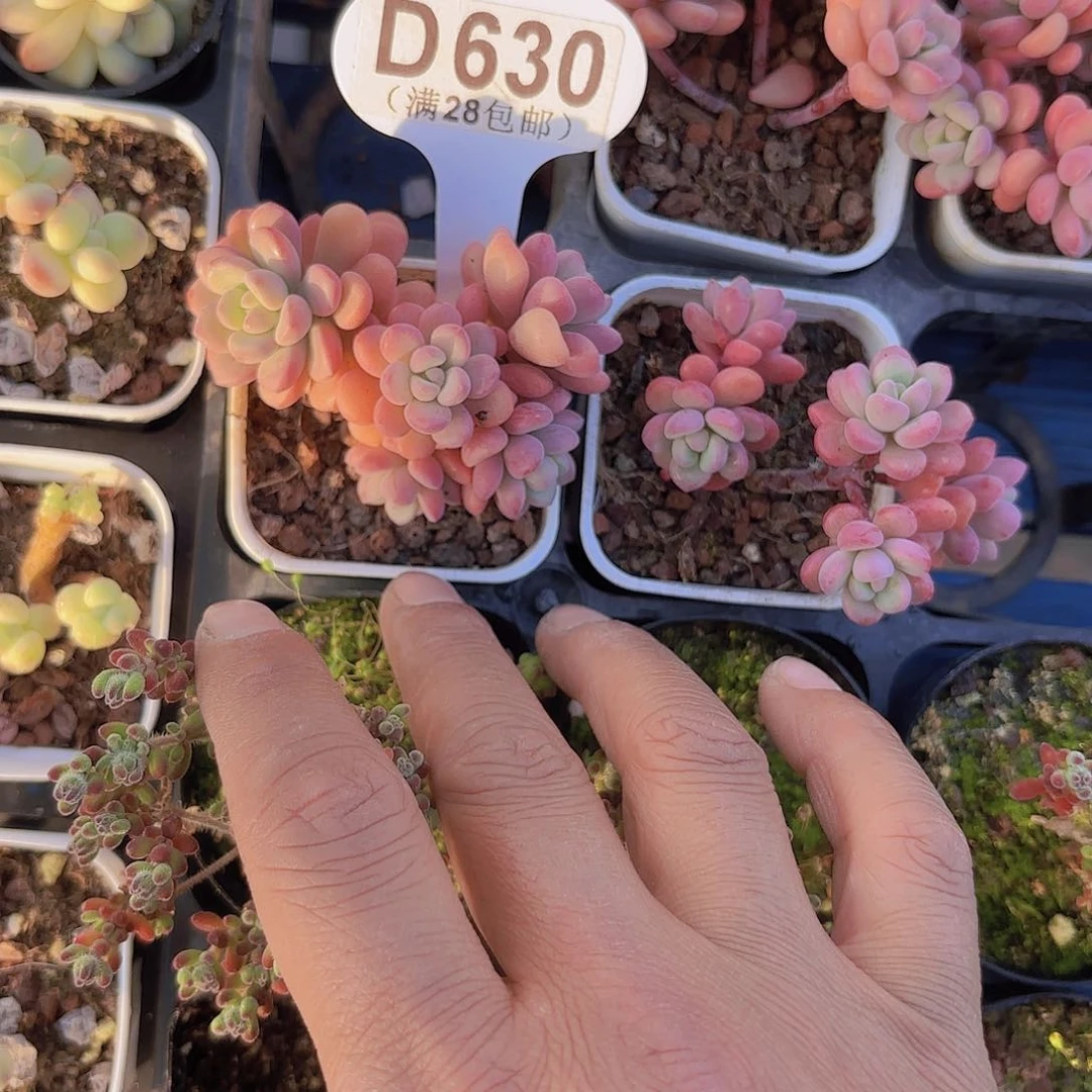 ?****茶D630天线宝宝一物一拍