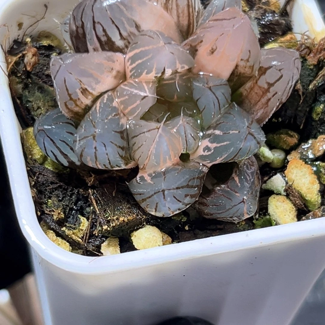 恭喜发财大吉大利4166
