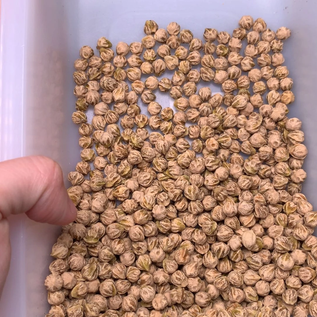 H***成柏香籽/百香籽吊坠