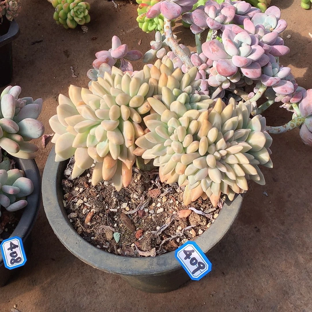 409淡雪缀一物一拍多肉