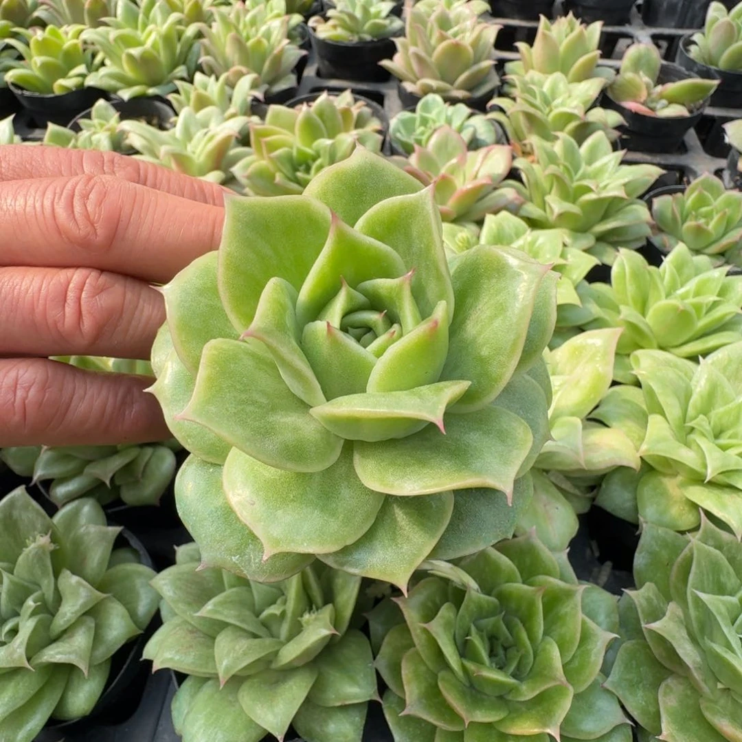 多肉杂交一物一拍20-126