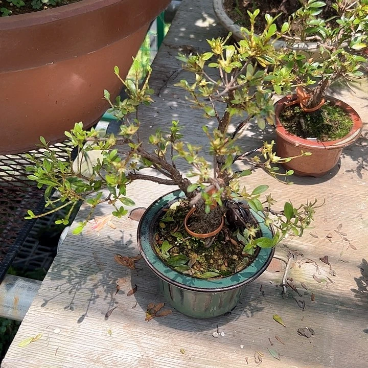 无花朵M***y盆景不包邮的，