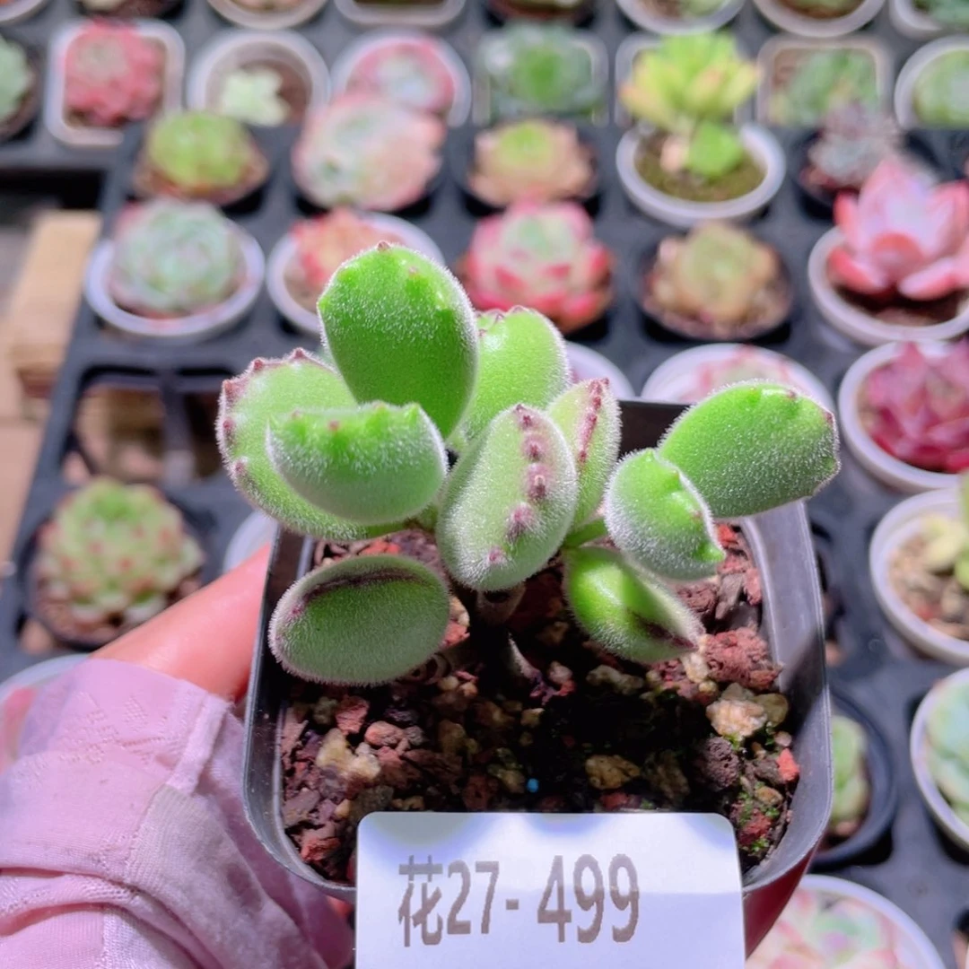 花利美27-499熊童子  不售后