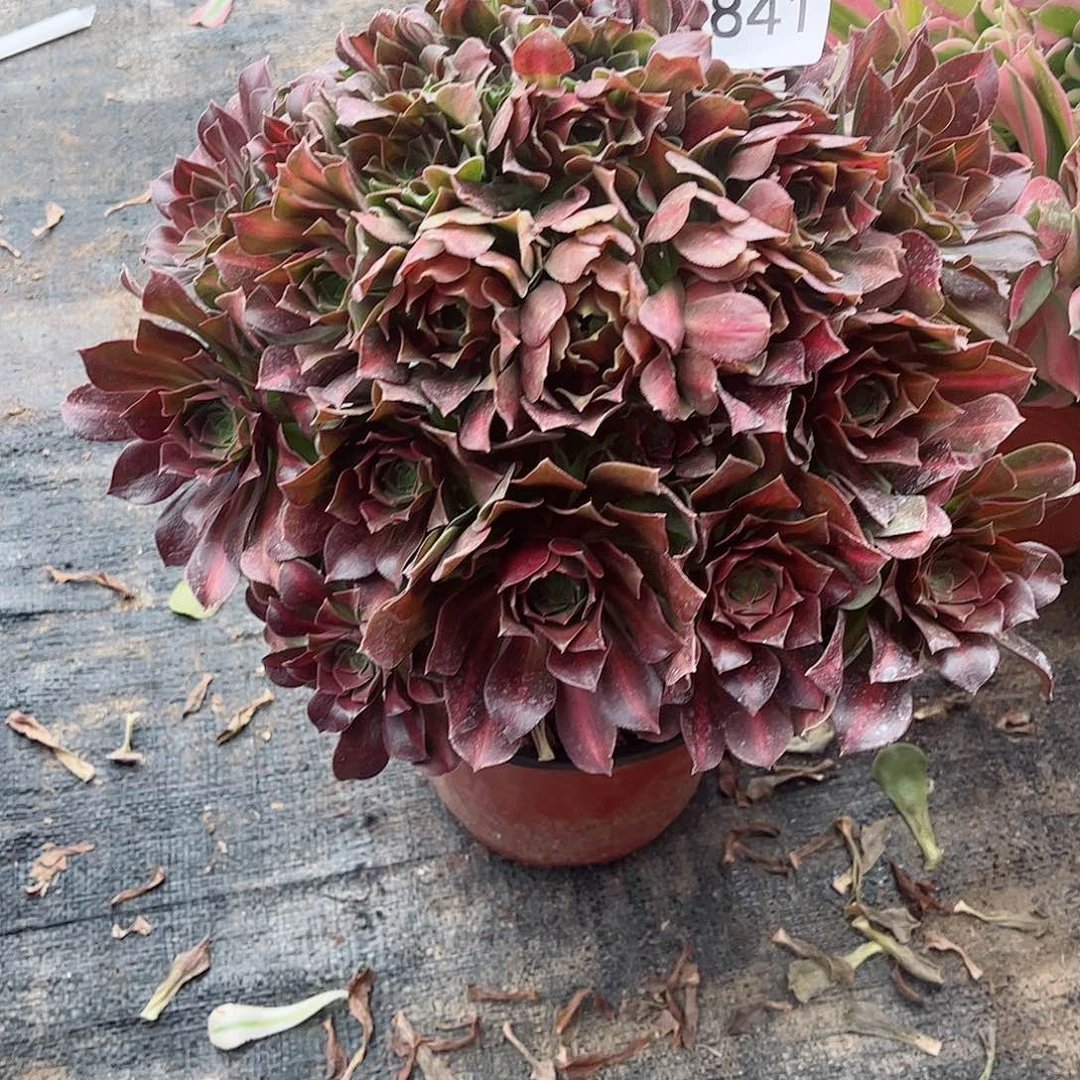 多肉植物841多肉