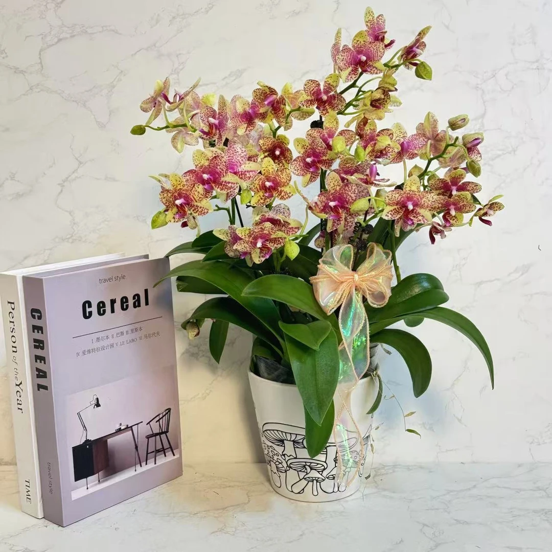 多彩优选（格罗塞托）欧品富气贵货蝴蝶兰鲜花室内送礼高端花卉.