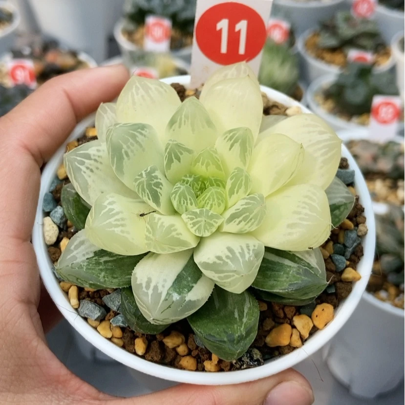 【闪购商品】11苏锦糊斑