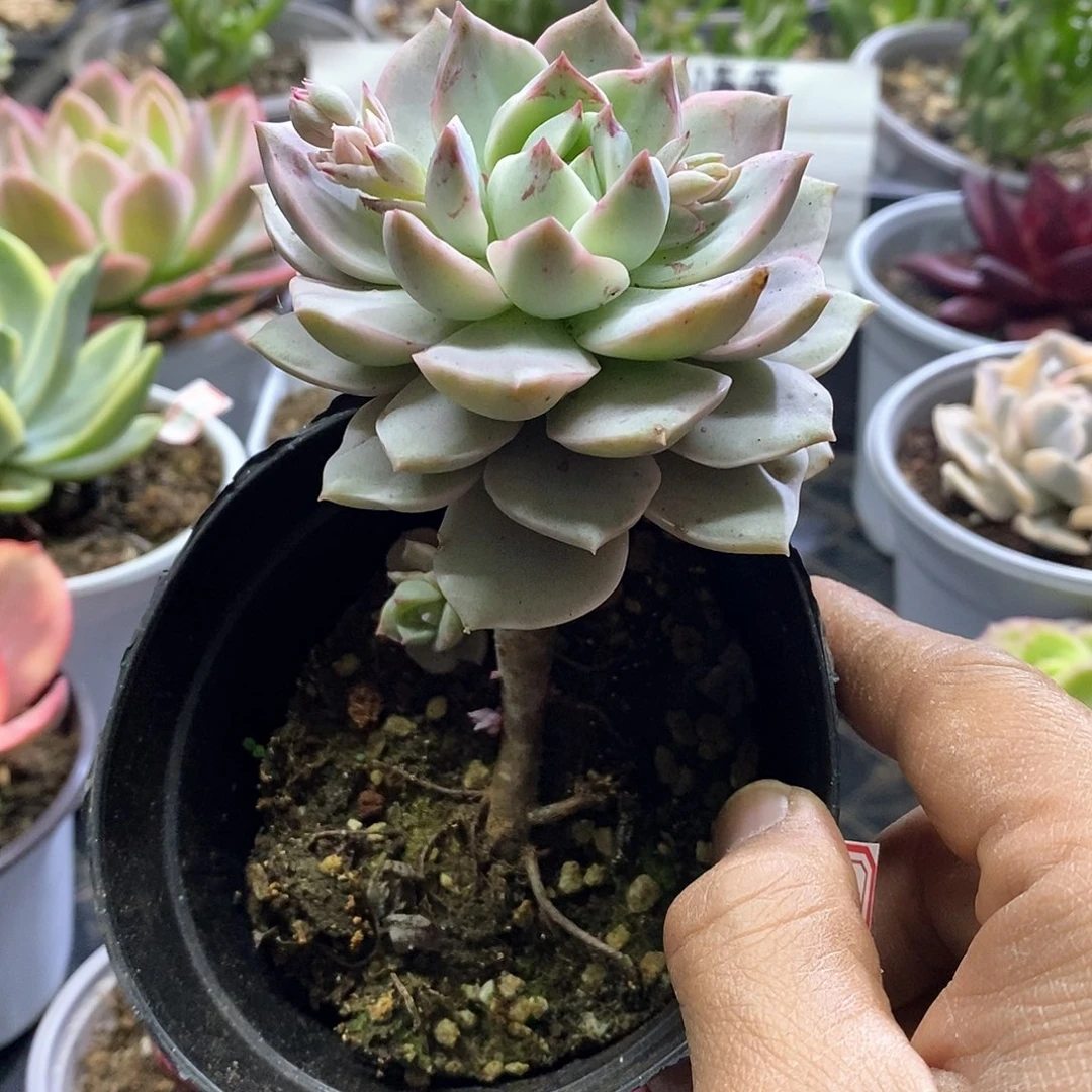 1668白牡丹锦多肉