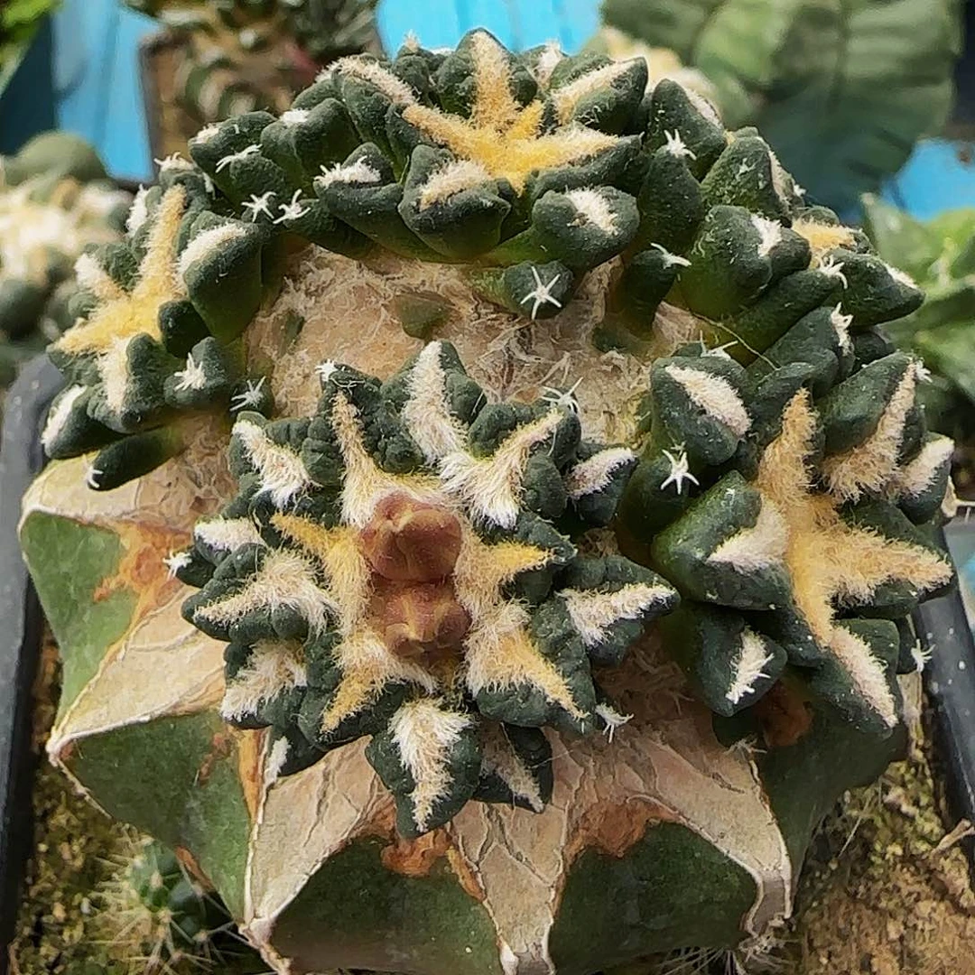 六头黑牡丹群头689。