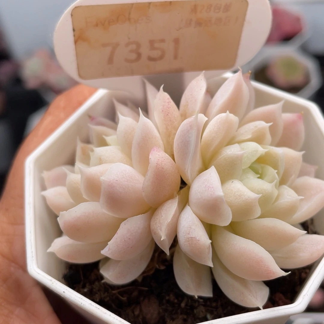 白月影7351-6.0厘米