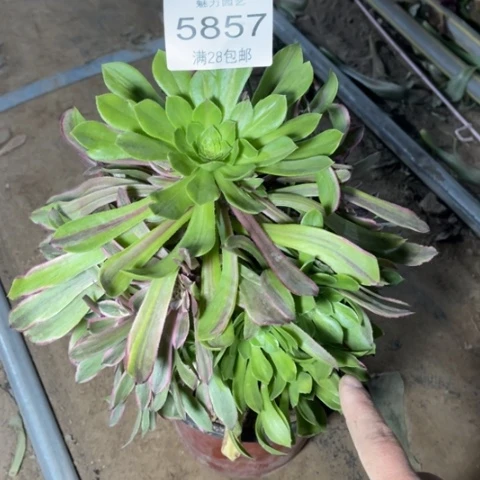 粉黛多肉多肉5857