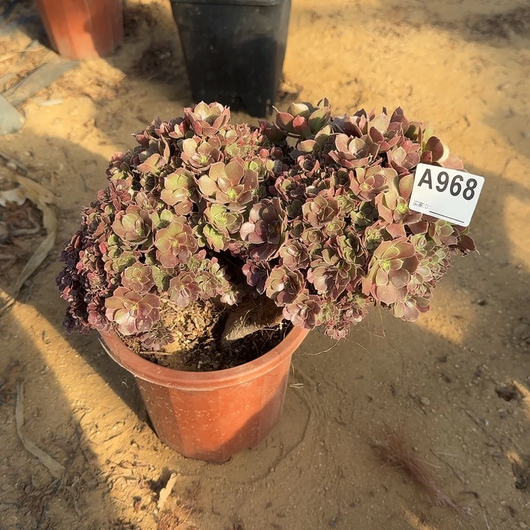 968火玫瑰朵朵一颗呀