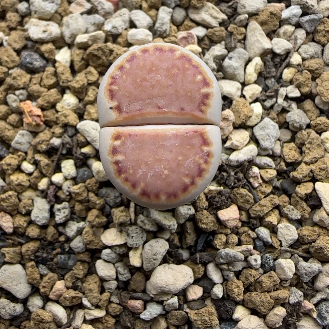 481 生石花大棚直播