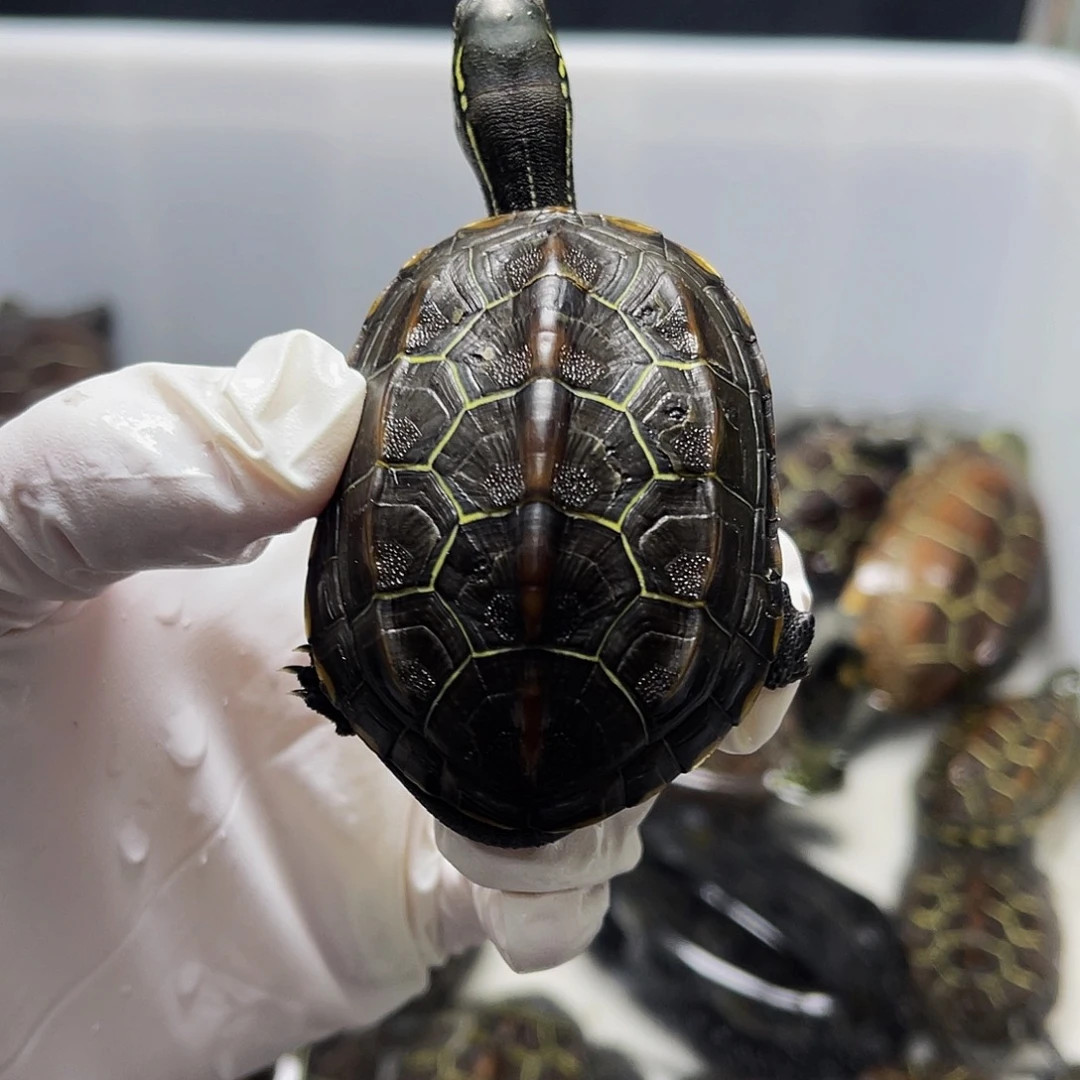 中华草龟公母搭配12346689