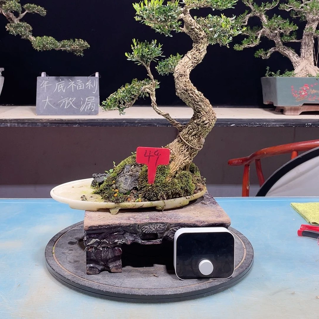 黄杨黄杨黄杨黄杨49