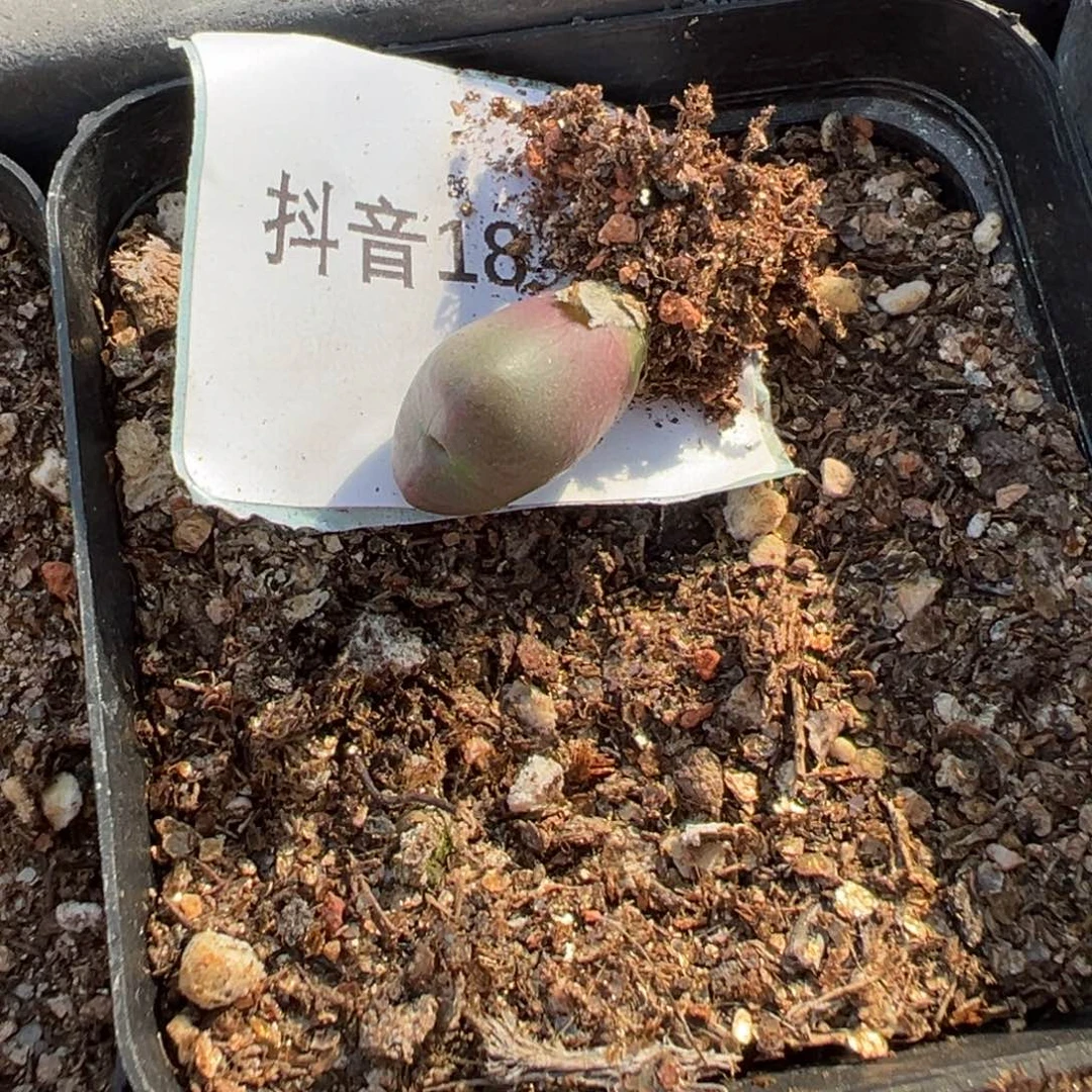 一***醉18-97肉锥多肉植物