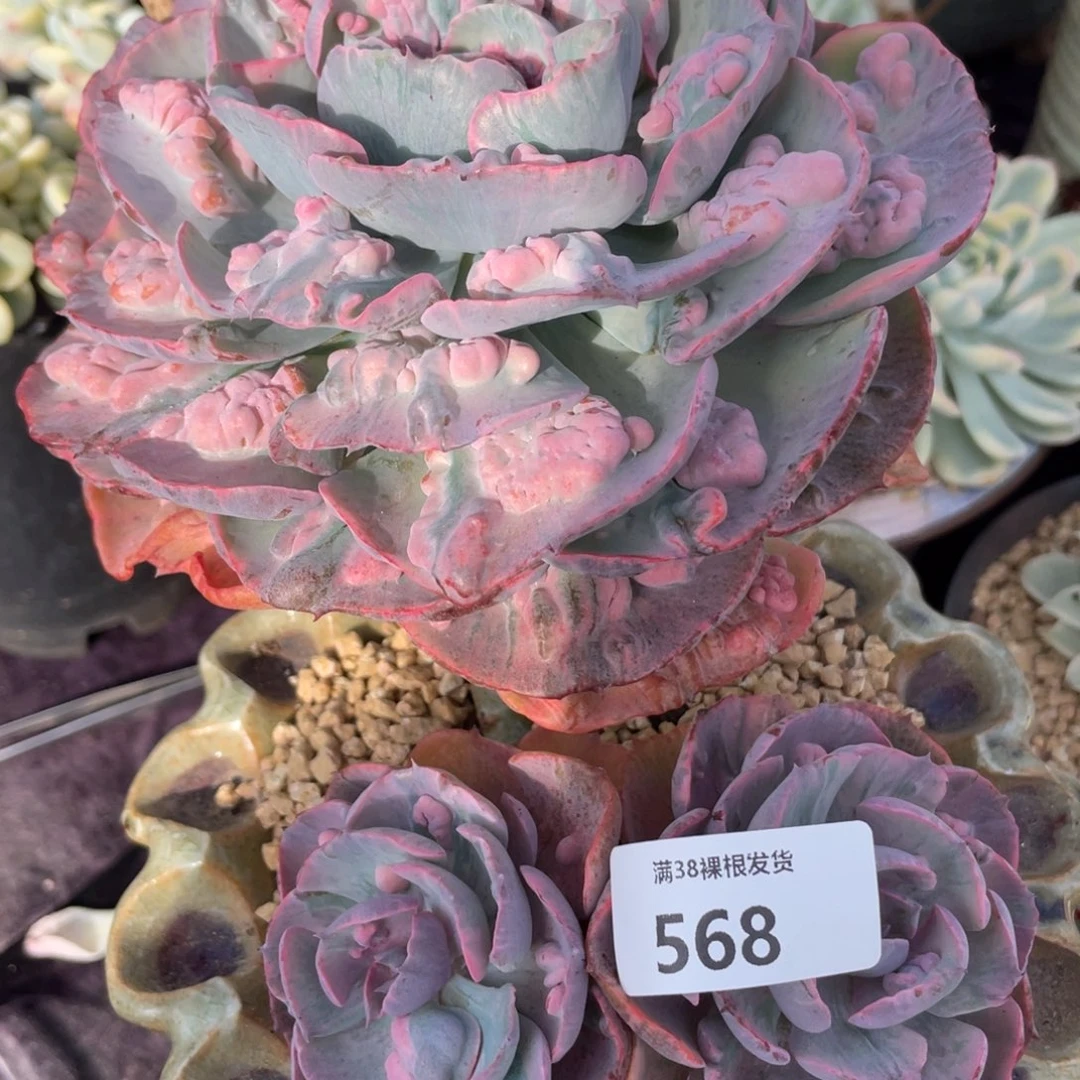 心***度568雨滴锦三头多肉植物一物一拍