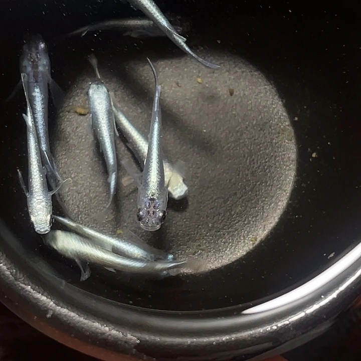 青鳉2-3厘米银色系9条