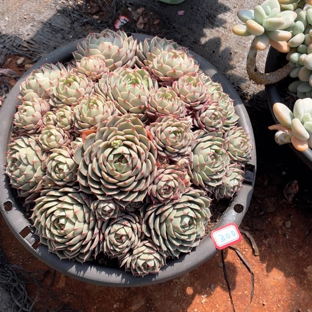 300苯巴蒂斯 一物一拍多肉