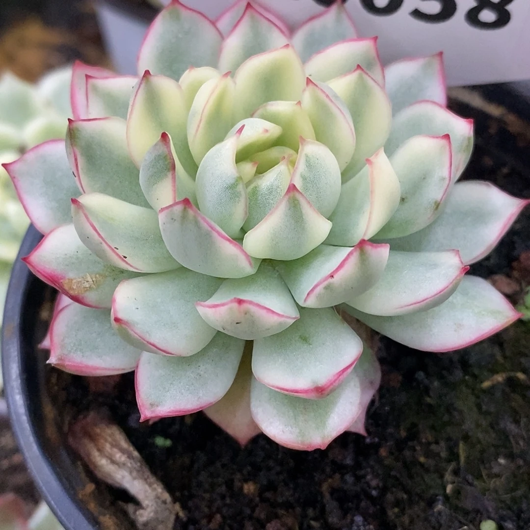 58梦幻玫瑰哈哈哈哈哈哈