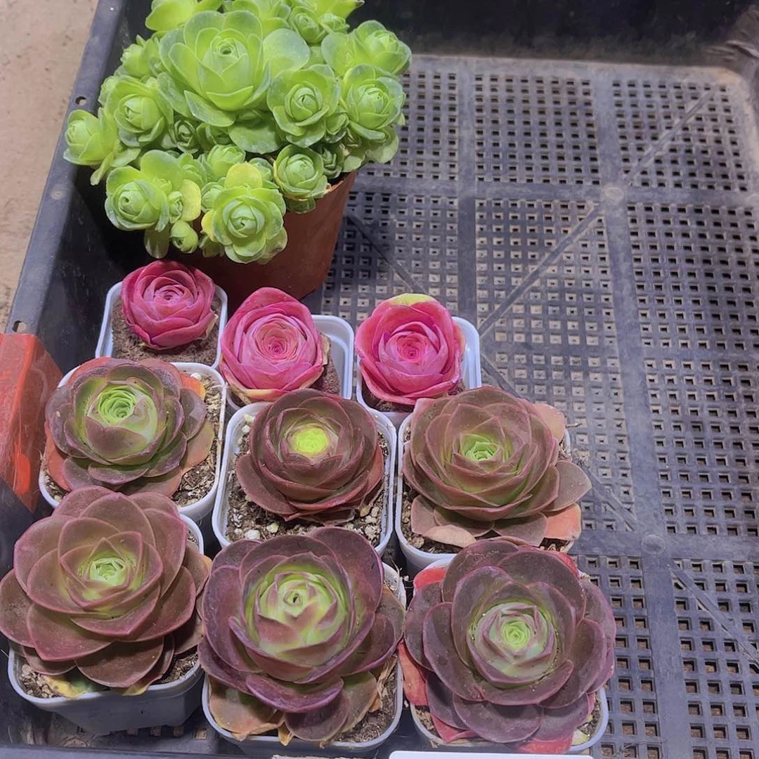 多肉357多肉植物