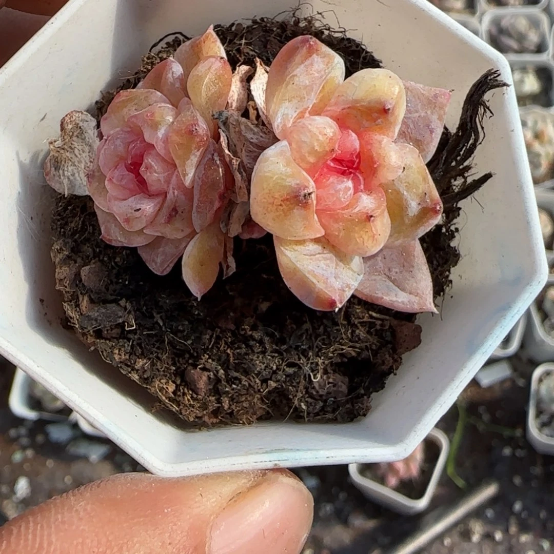 小卡拉米糖心一物一拍