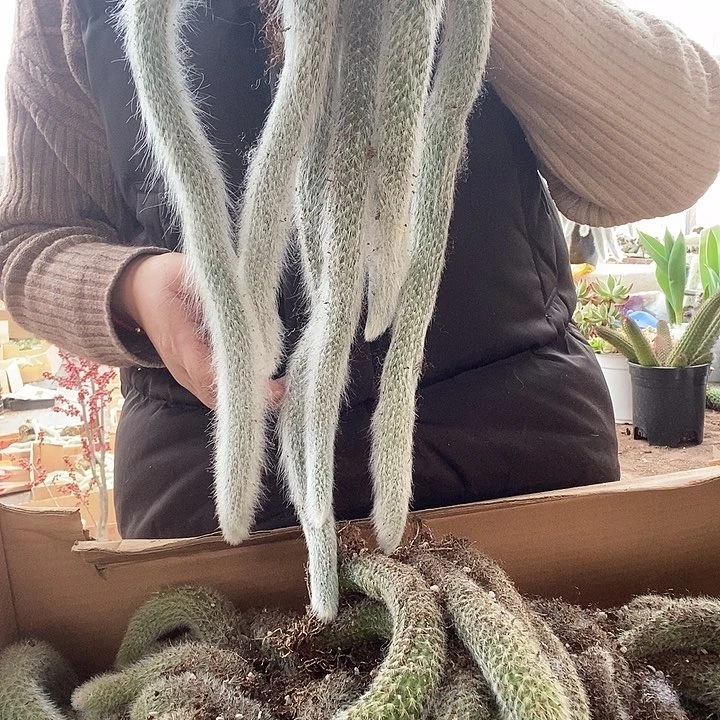 3颗九尾狐，14号脱土