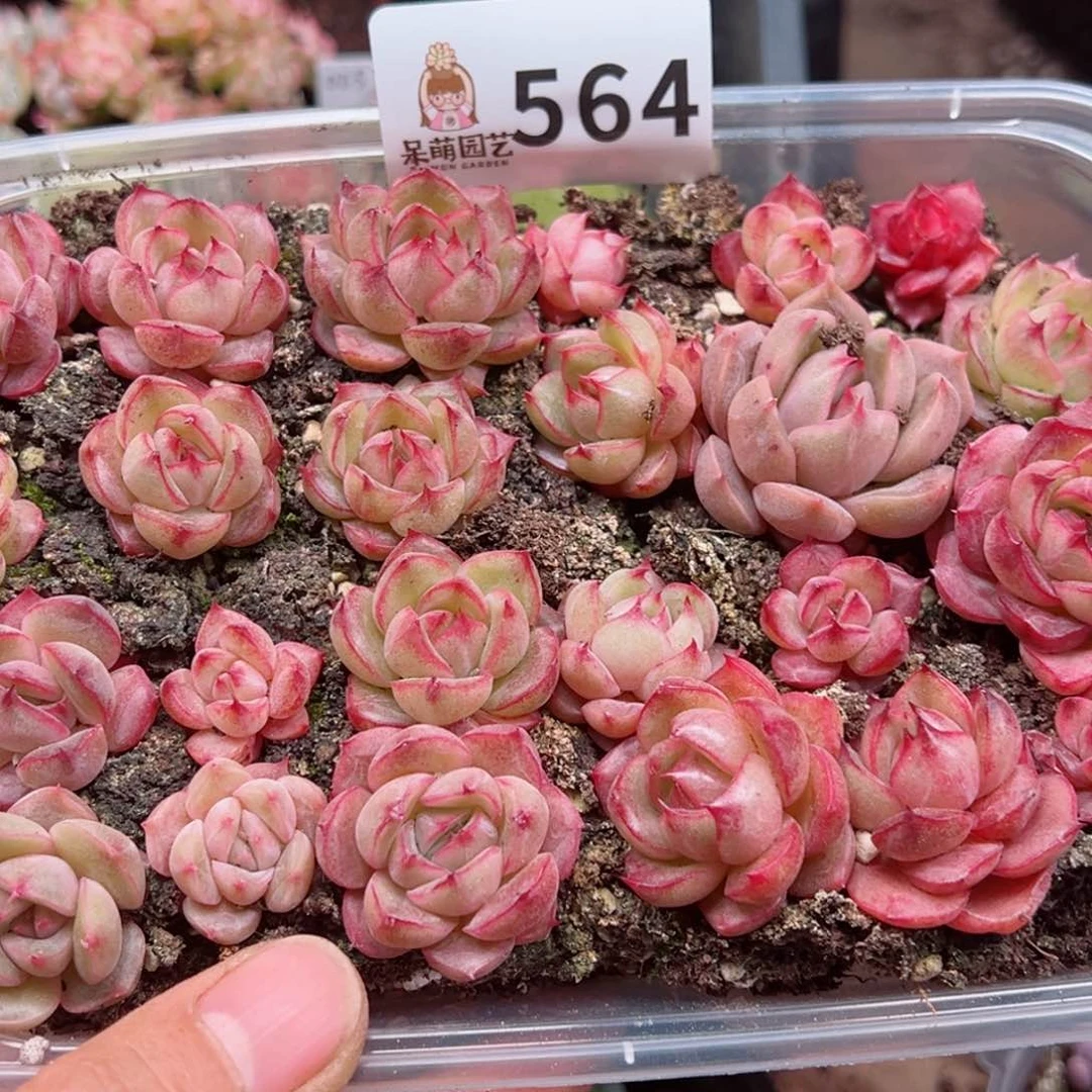 多肉植物多肉植物