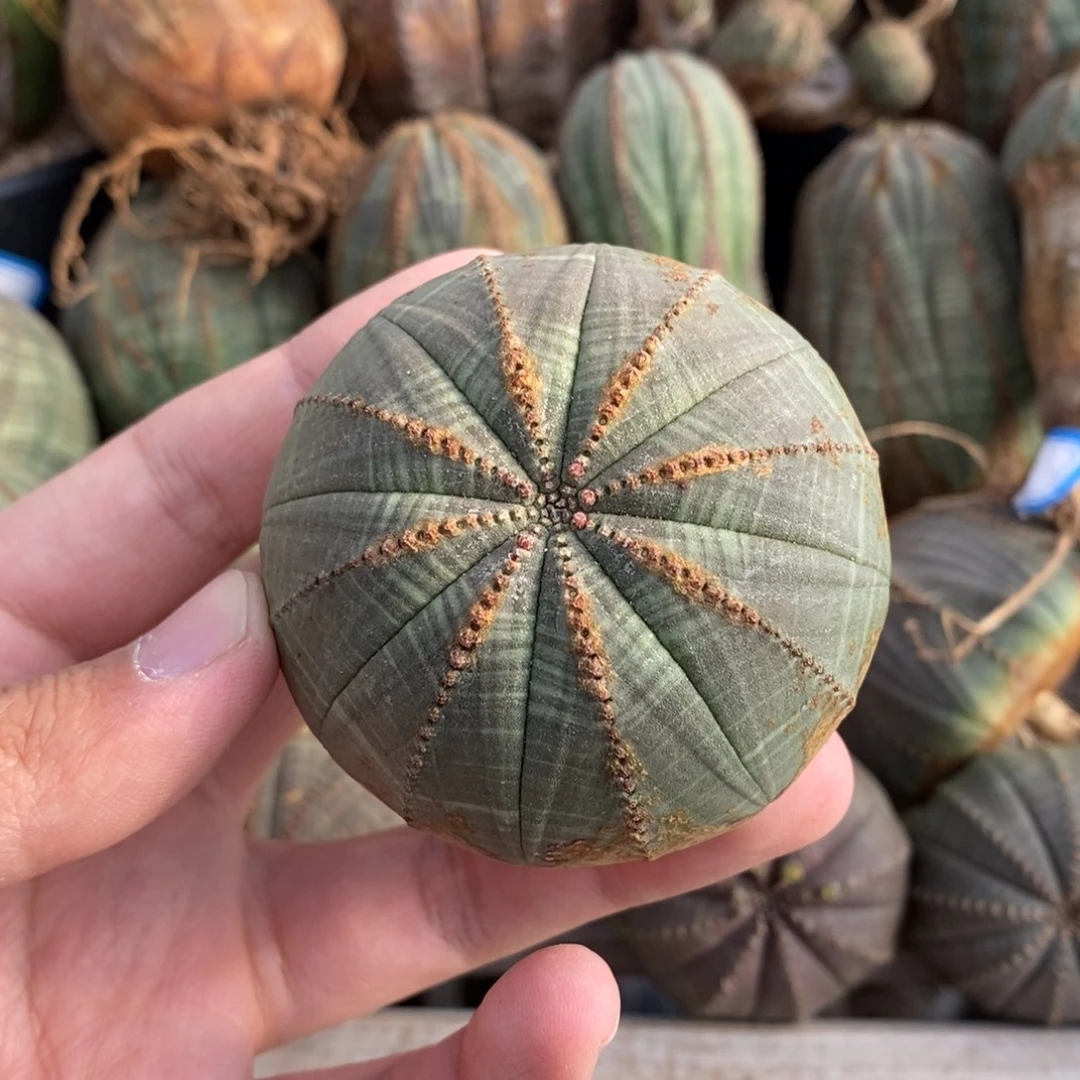 艺***可欧系实生布纹球多肉植物