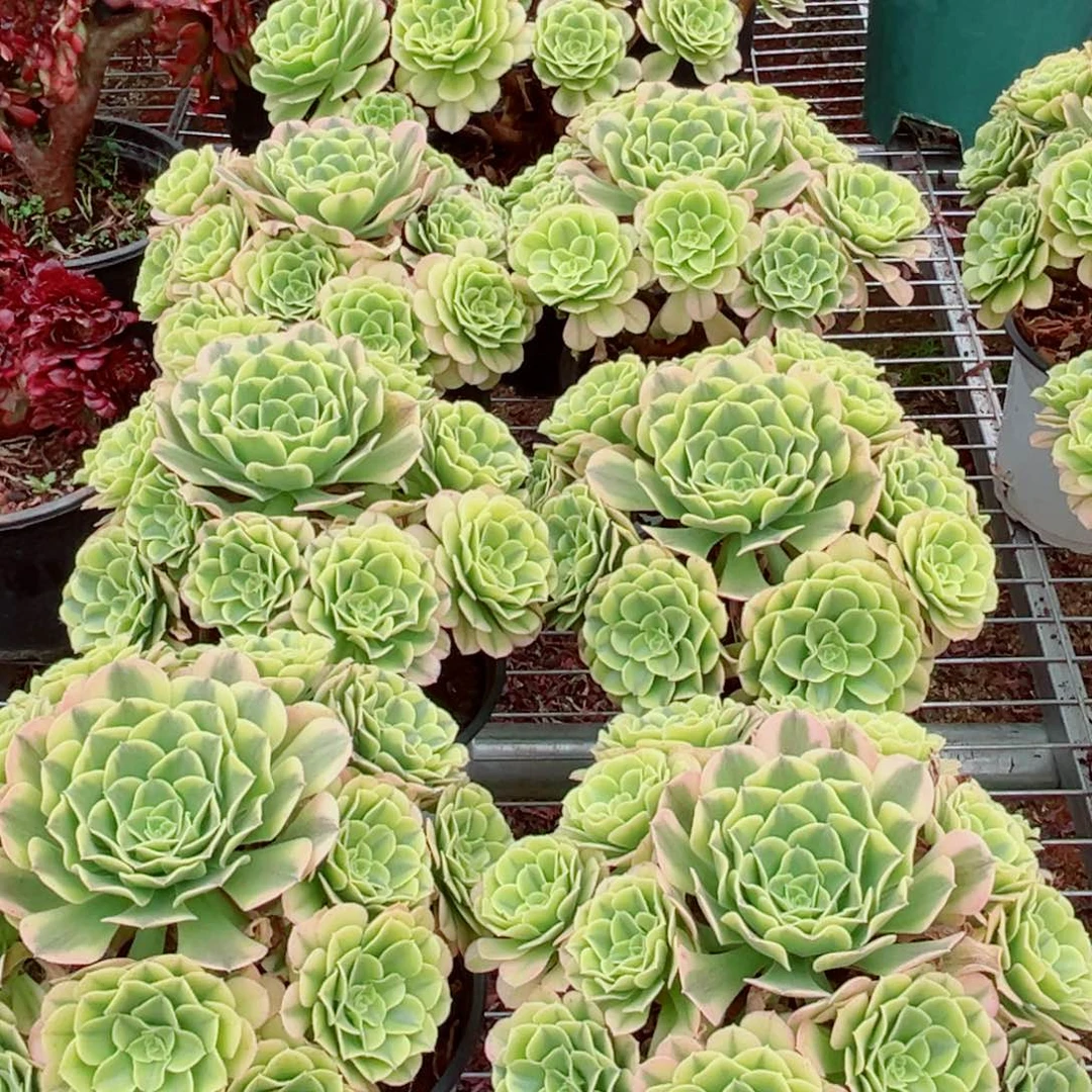 模特黑金豆沙量拍多肉法师一会