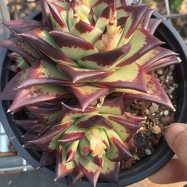 2104————直播福利