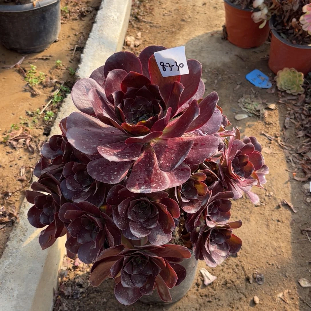 3-30魅金玫瑰手捧多肉