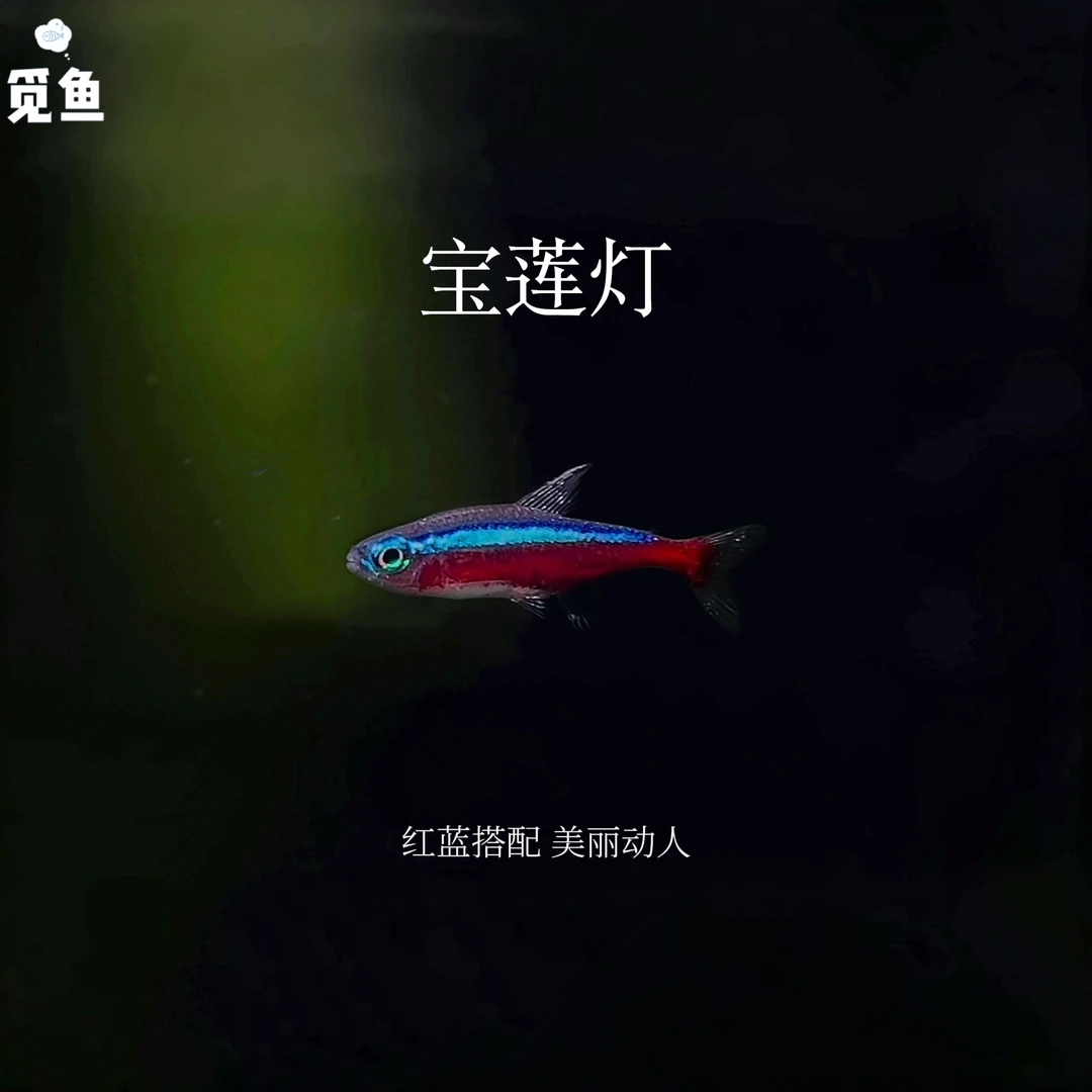 【觅鱼】巴西宝莲灯 南美灯科鱼 观赏鱼活体鱼